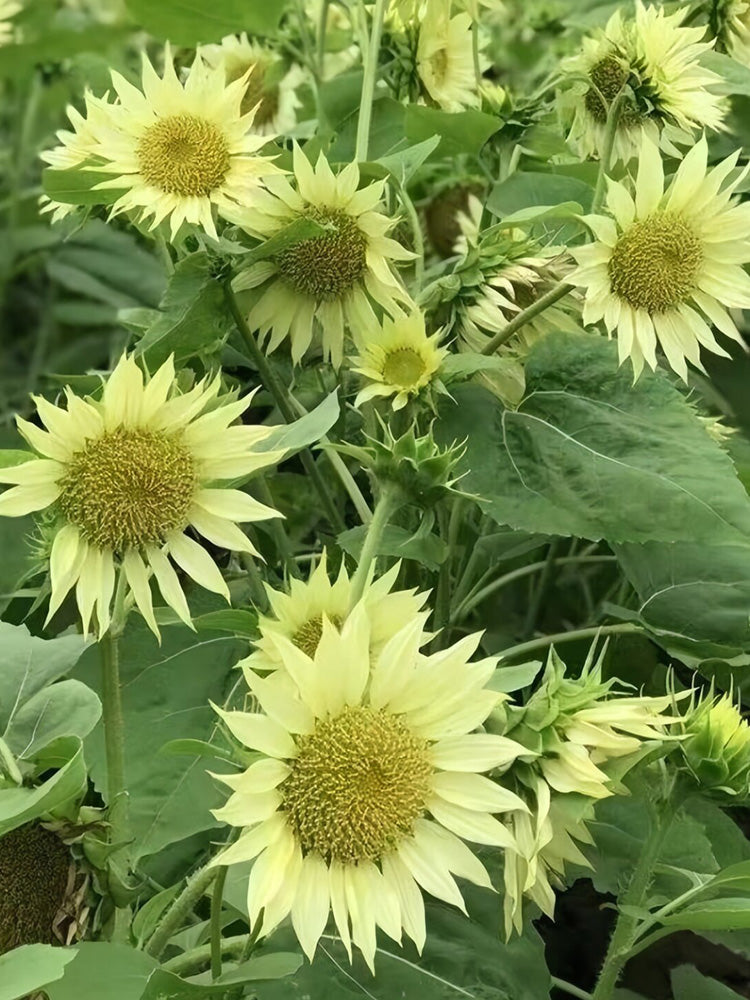 'Lotus Emergence' Sunflower