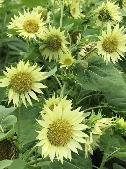 'Lotus Emergence' Sunflower