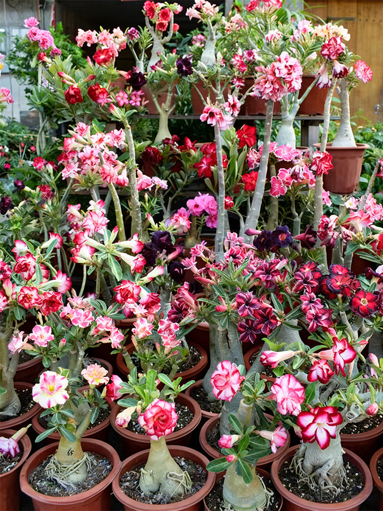 Mixed Color Desert Rose