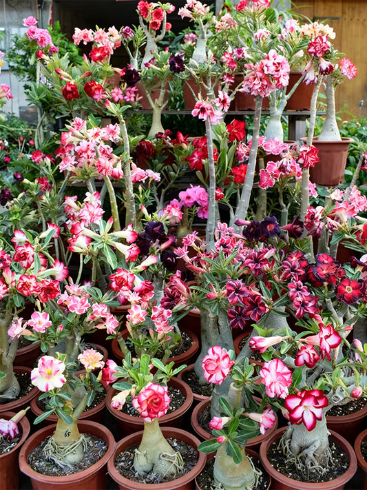 Mixed Color Desert Rose