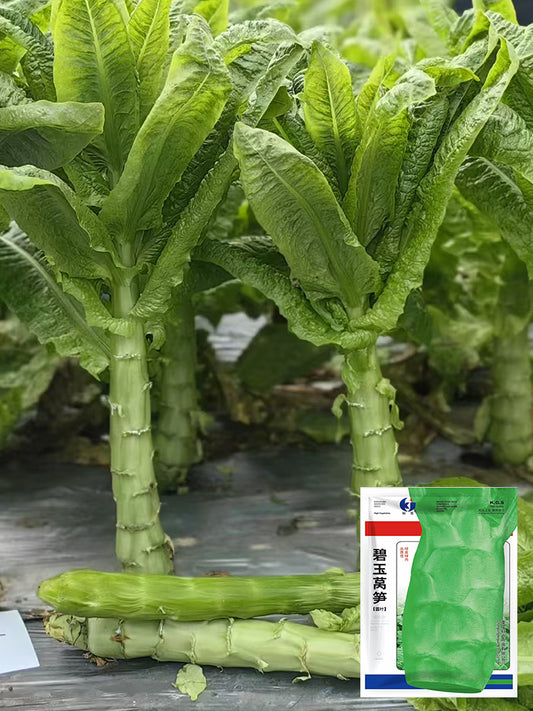 Jade Stem Lettuce