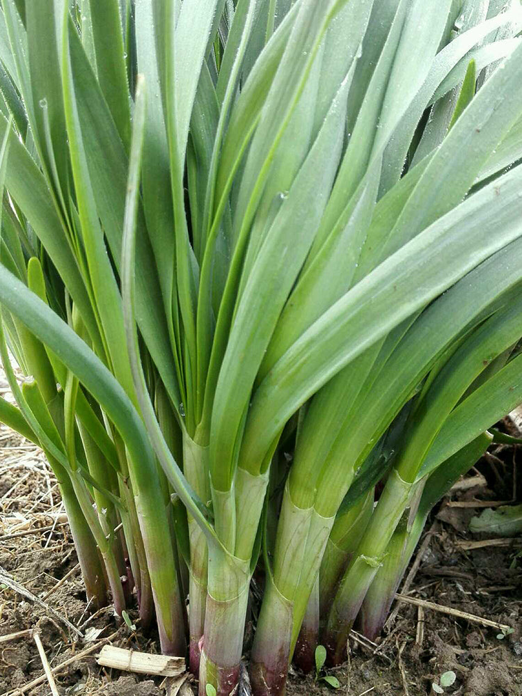 Shandong Red-Root Leek