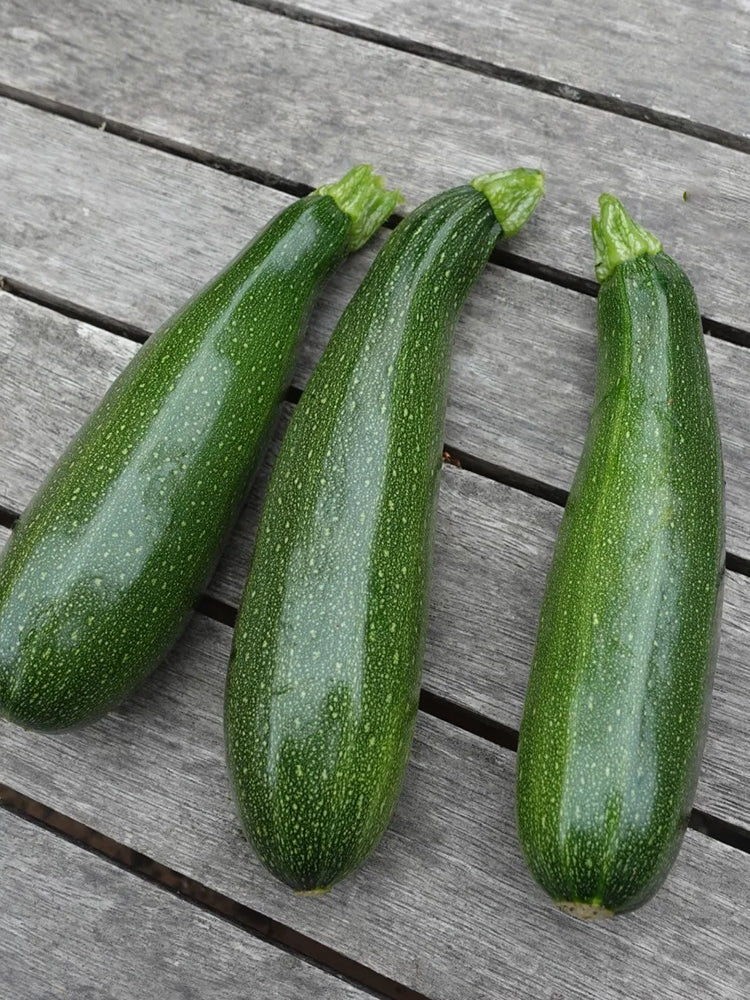 Summit Zucchini