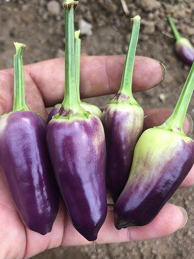 Purple Tower Facing-Heaven Pepper