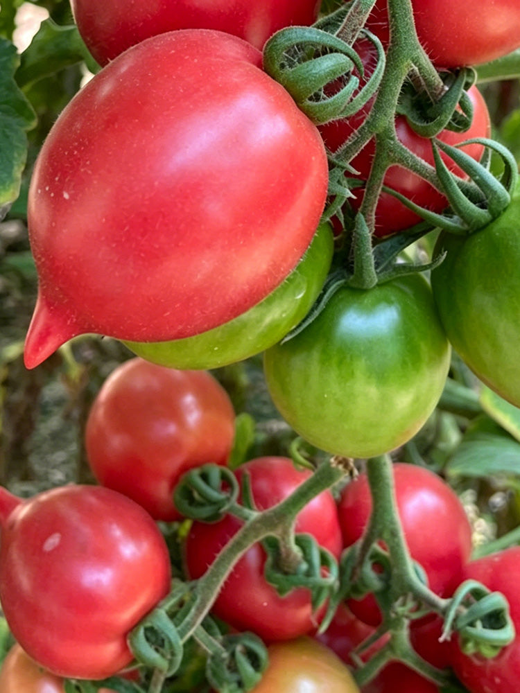 Spring Peach Heart Tomato