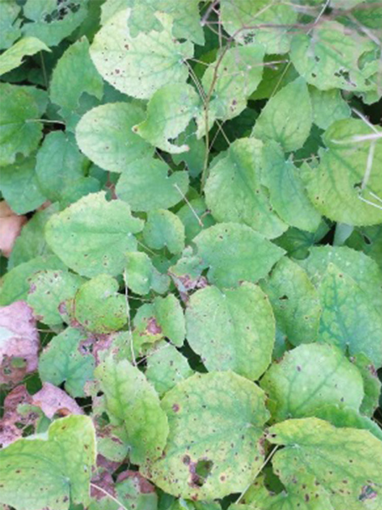 Epimedium Brevicornu, Round Leaf