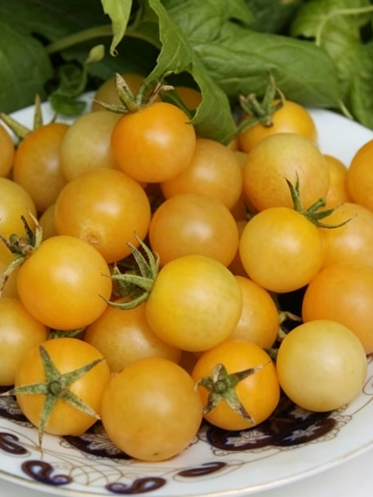 1058 White Cherry Tomato