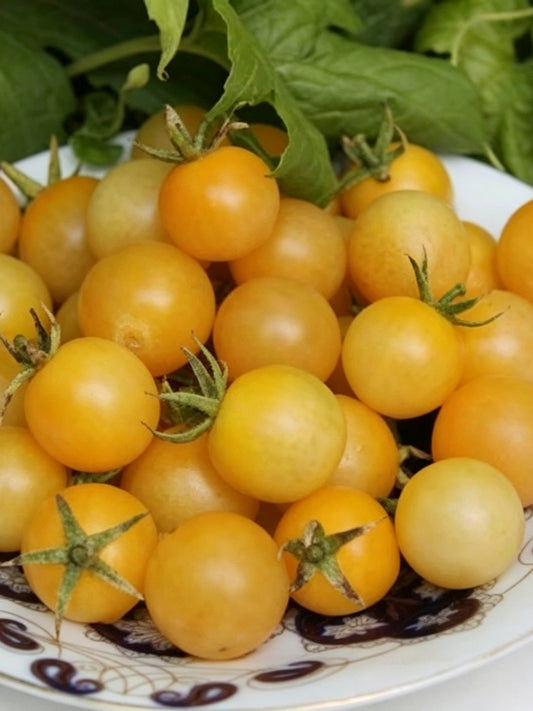 1058 White Cherry Tomato