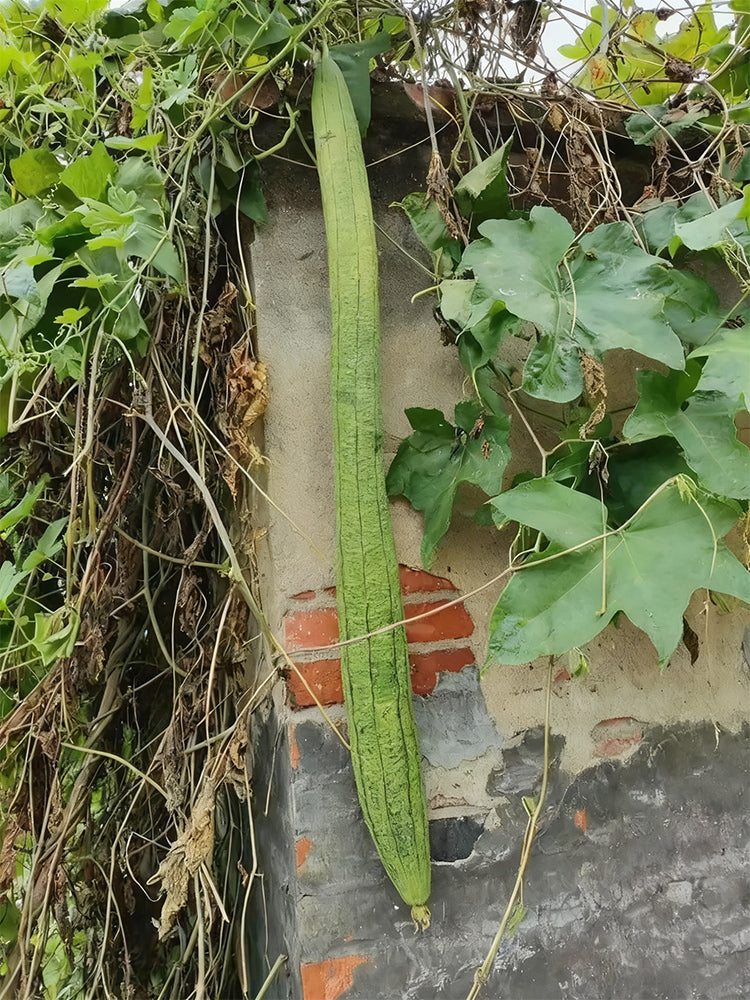Giant No.1 Extra-long Luffa