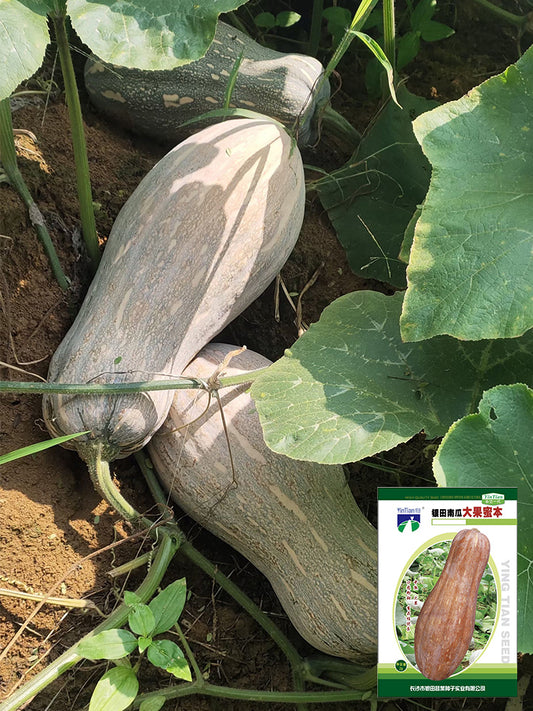 Large-Fruited Miben Pumpkin