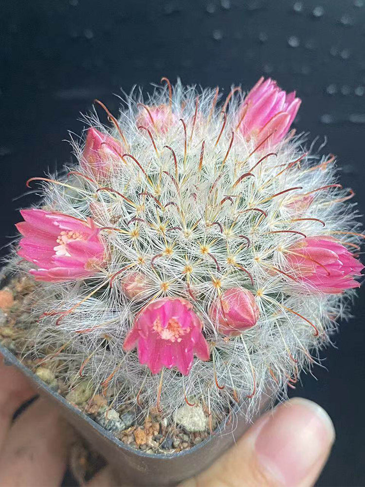 Mammillaria bocasana