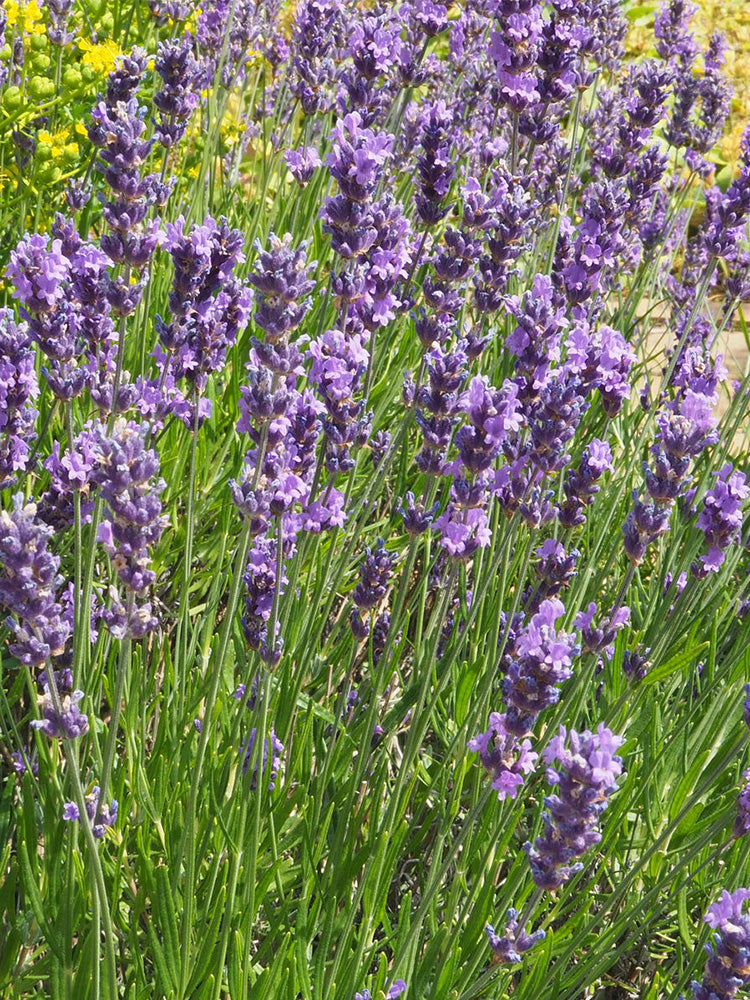 Narrowleaf Lavender