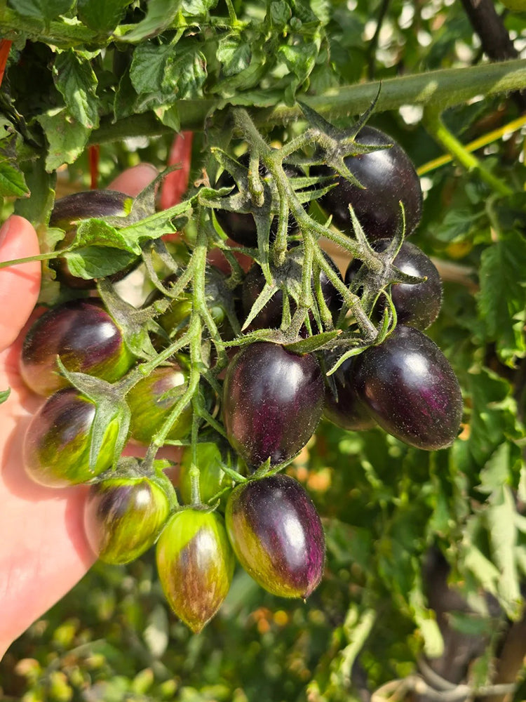 Brads Atomic Grape Heirloom Tomato