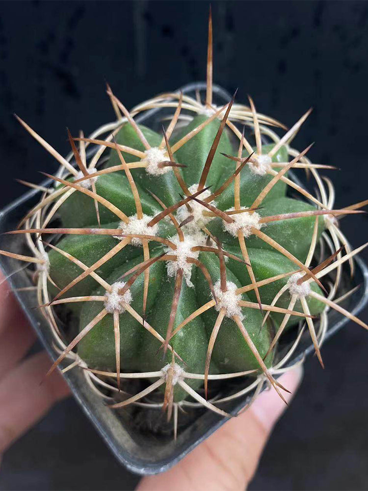 Melocactus azureus