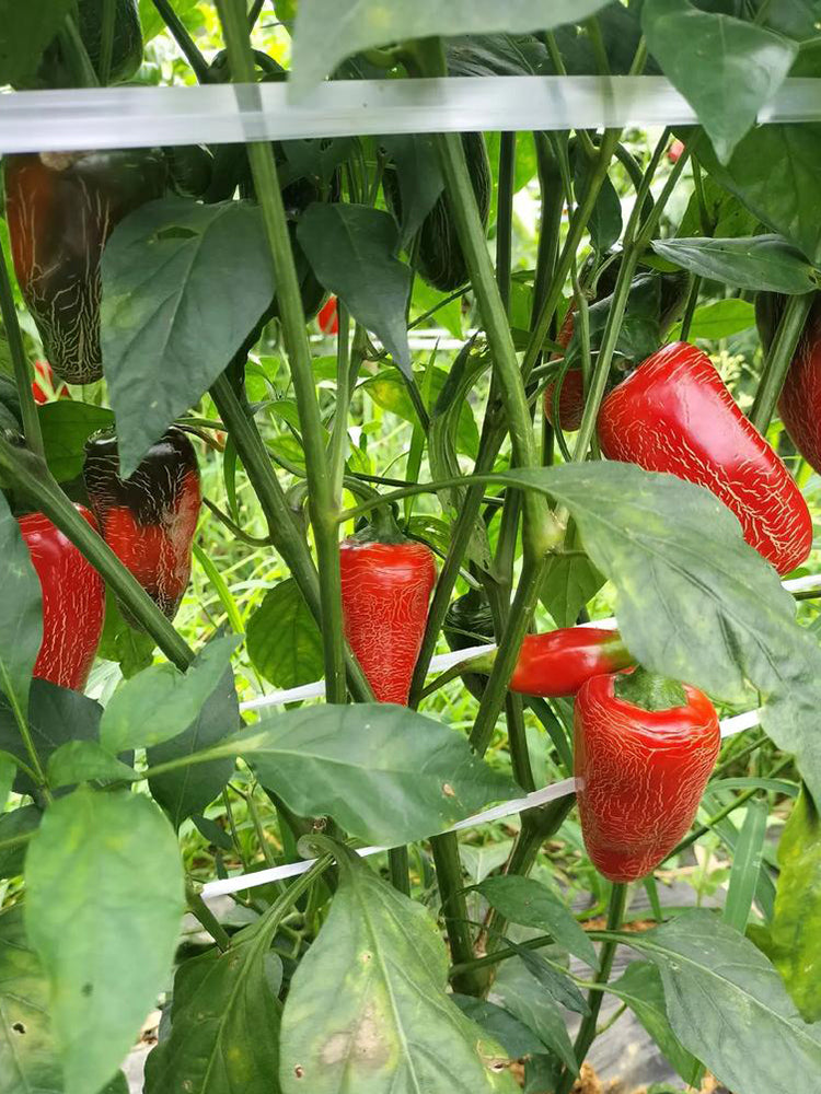 Sausage Pepper