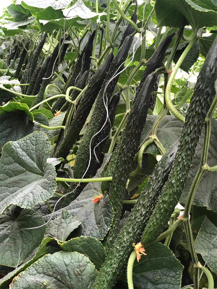 'Fuyang No.2' F1 Cucumbers (Cucumis sativus)
