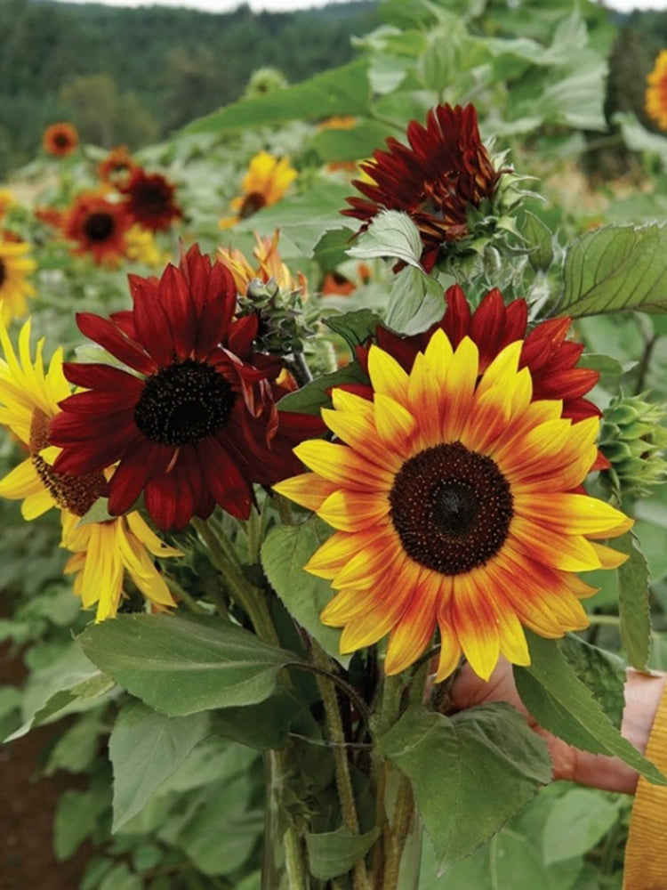 'Magic Flute' Ornamental Sunflower