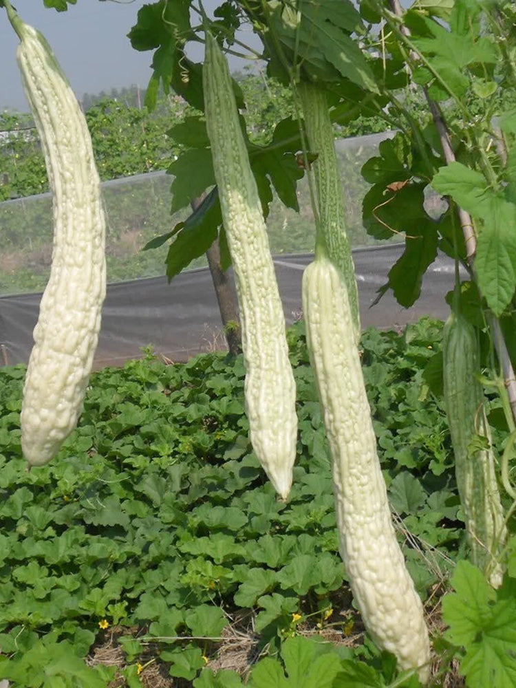 Chang Cui Yu Slender Bitter Melon