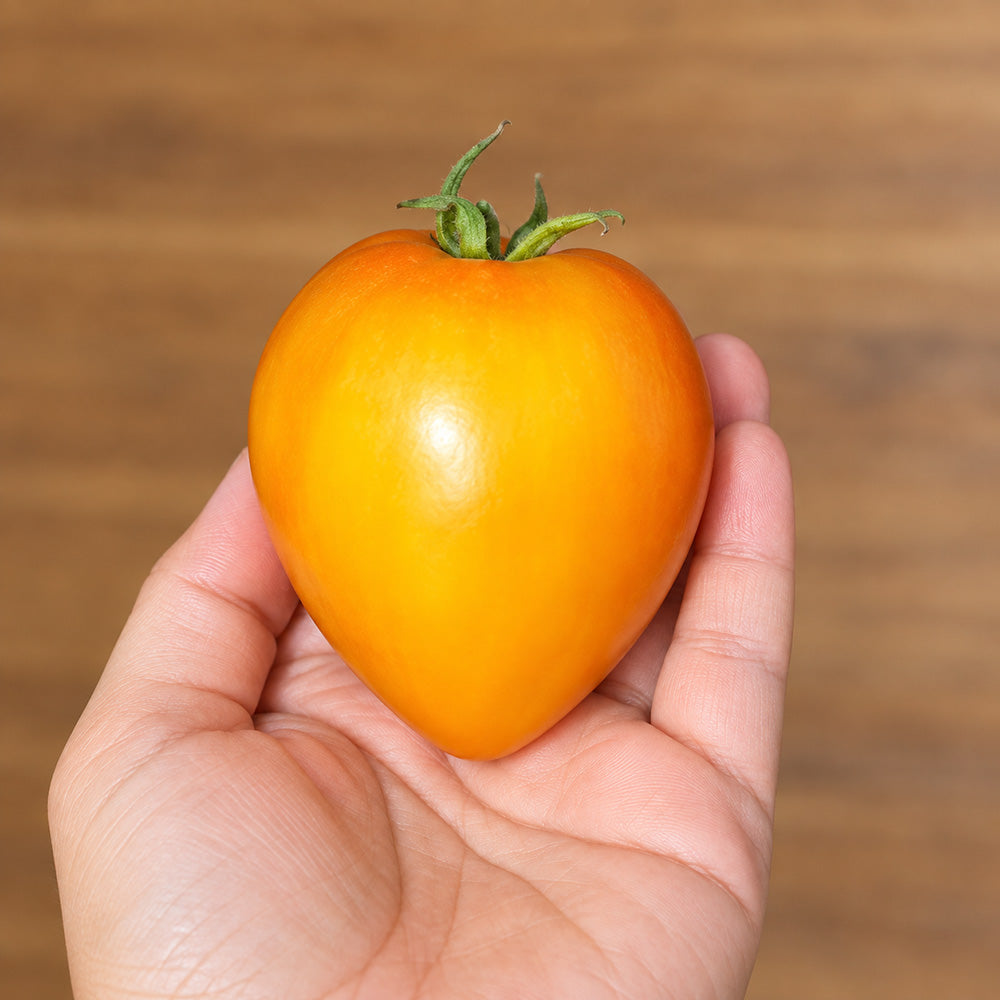 448 Fairy's Gift Tomato