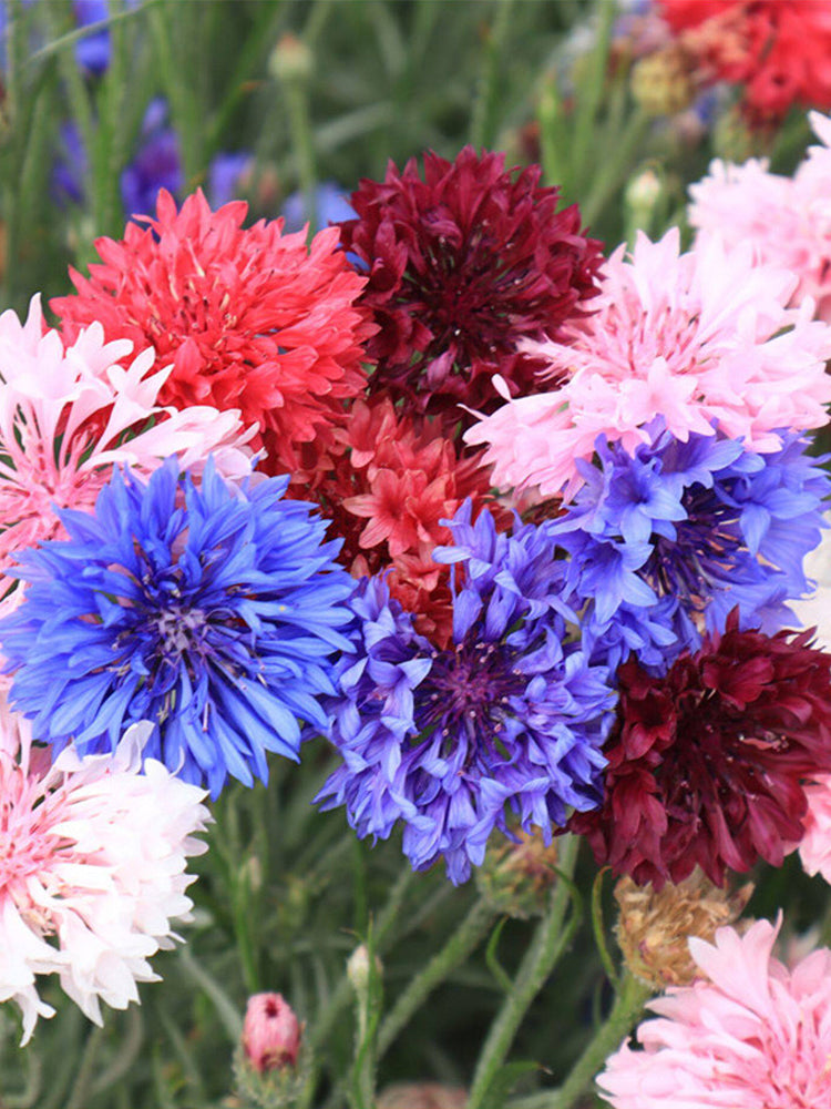 Hezhichun Mixed Color Cornflower
