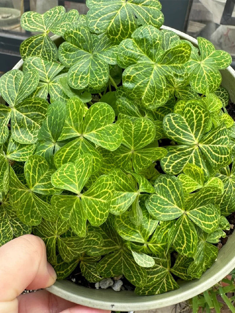 Oxalis corymbosa 'Aureo-reticulata'