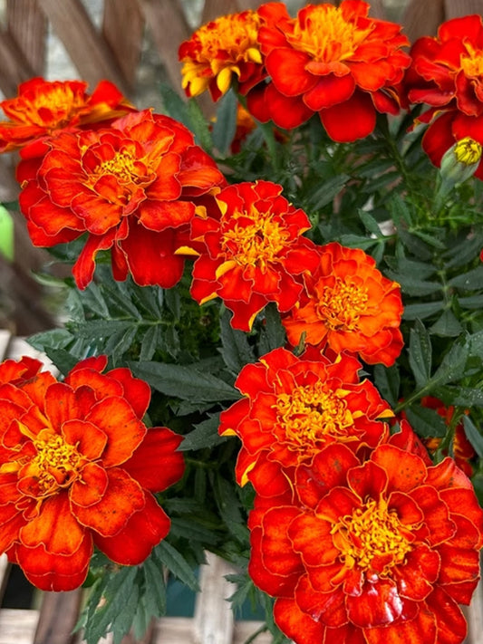 Red Double French Marigold
