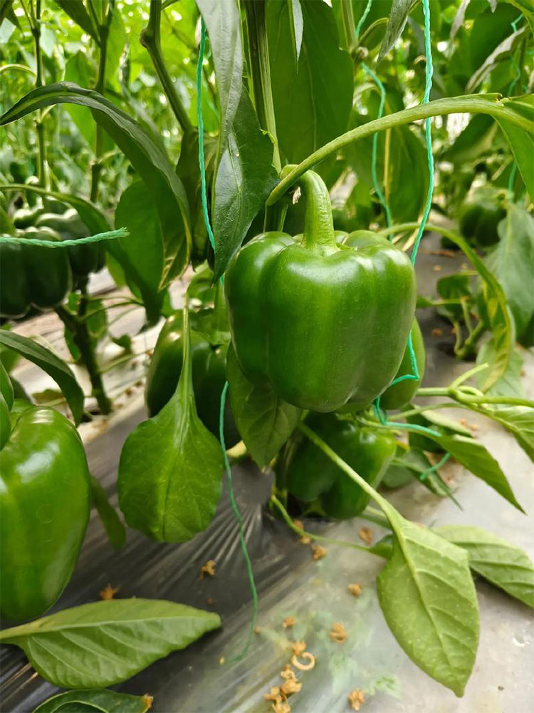 Square Green Pepper (Capsicum annuum)
