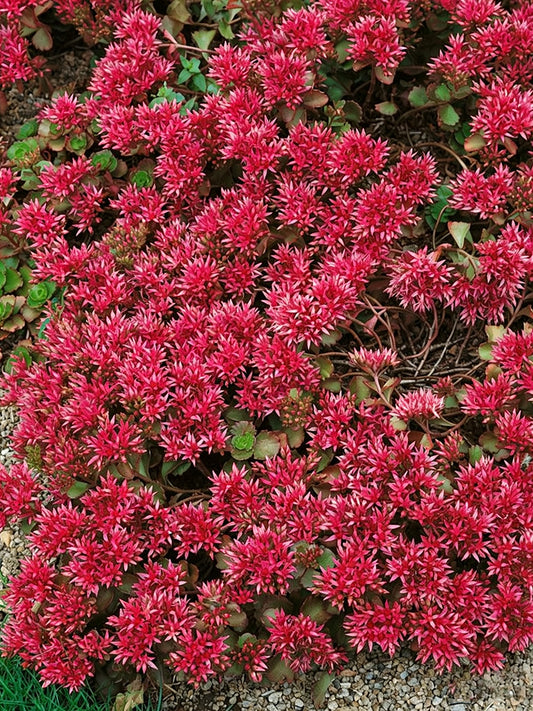 'Summer Glory' Stonecrop