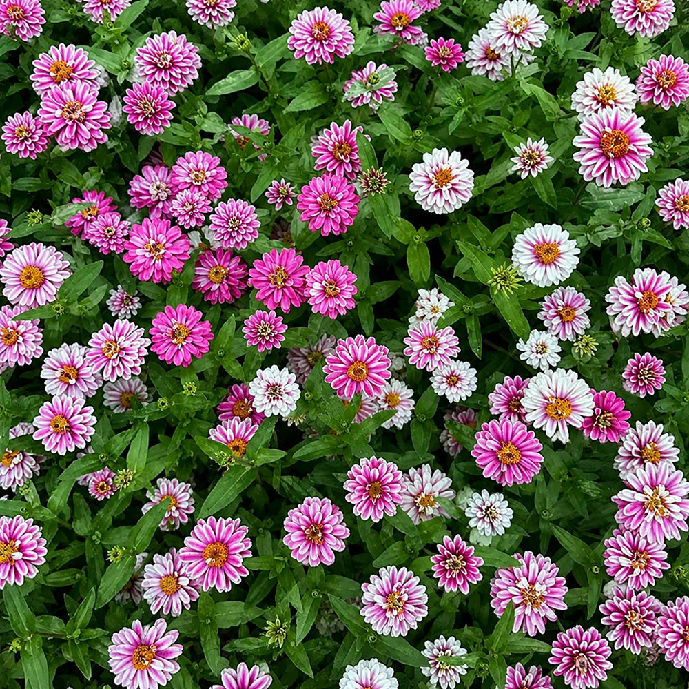 W1337 Double Zahara Raspberry Ripple Zinnia