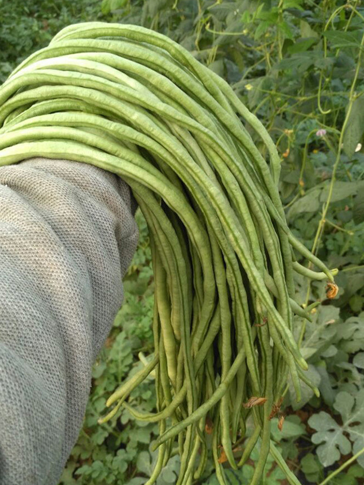 Three-foot Green Cowpea