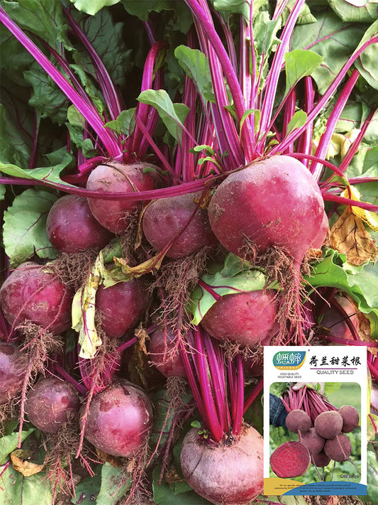 Dutch Red Beetroot