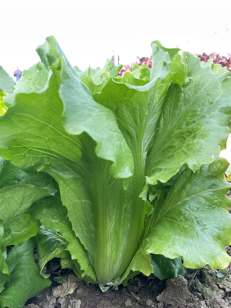 Italian Lettuce