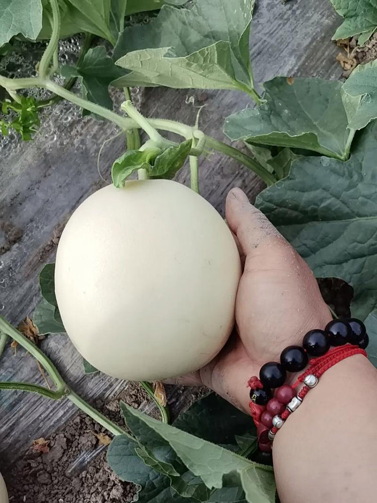 Super Sweet White Jade No.2 Melon