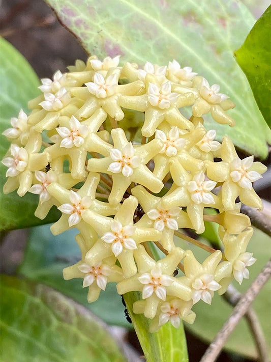 Hoya merrillii Unrooted Stem Cuttings