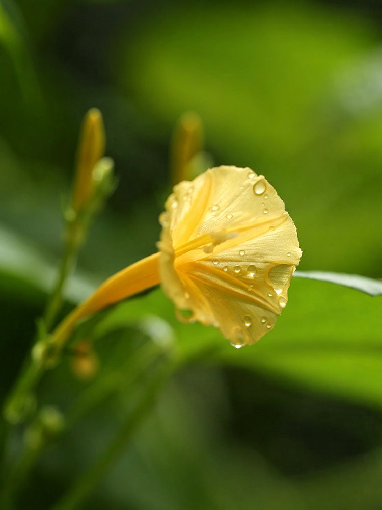 Yellow Little Cow Morning Glory