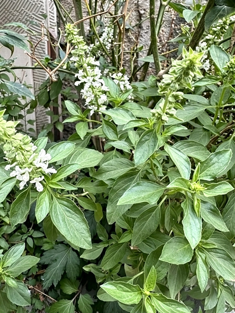 Chaozhou Jin Bu Huan Thai Basil