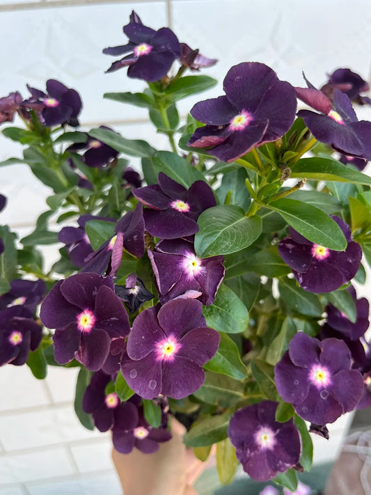 Madagascar Periwinkle