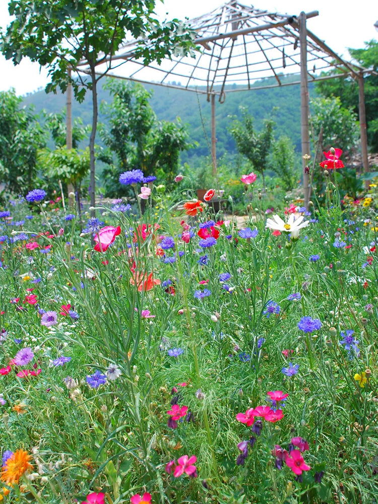 Wildflower Mix