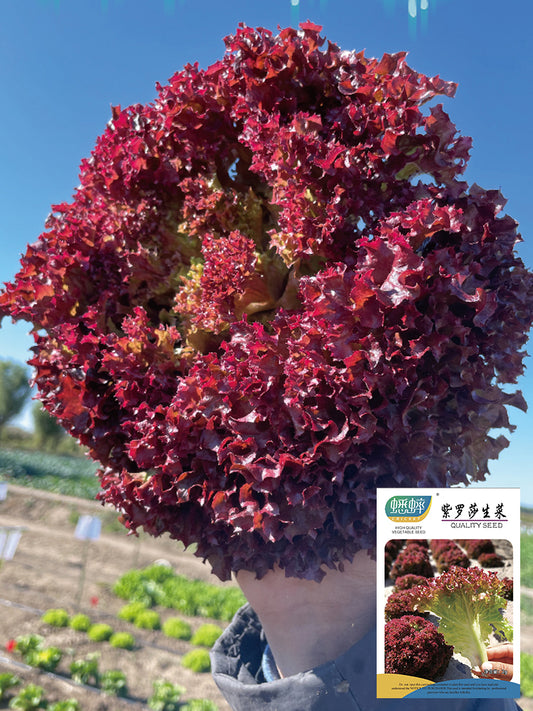 Purple Rosa Lettuce