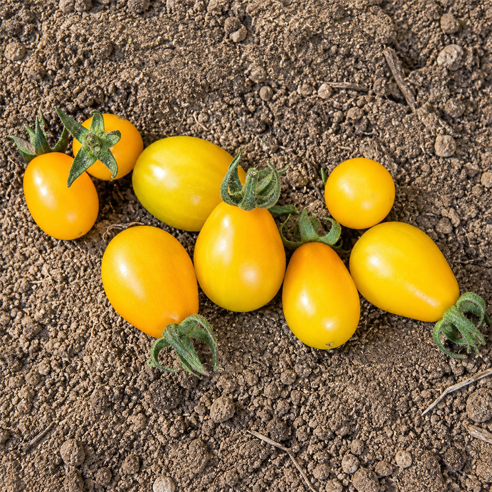24 Yellow Submarine Tomato