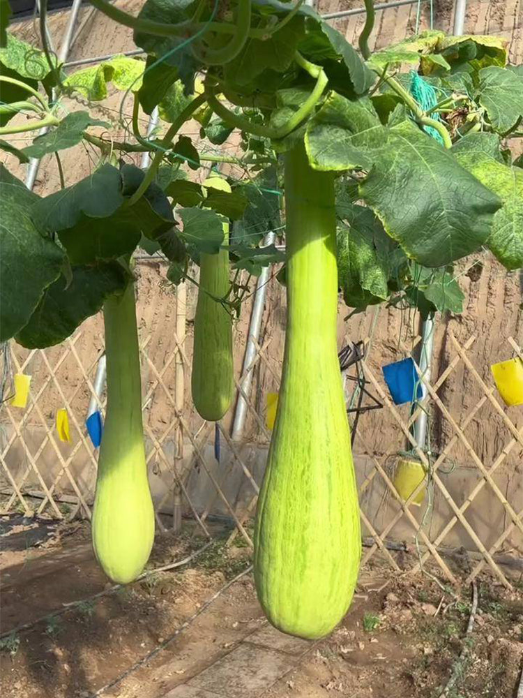 Giant Kan Gua Squash