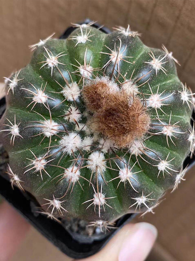 Parodia crassigibba