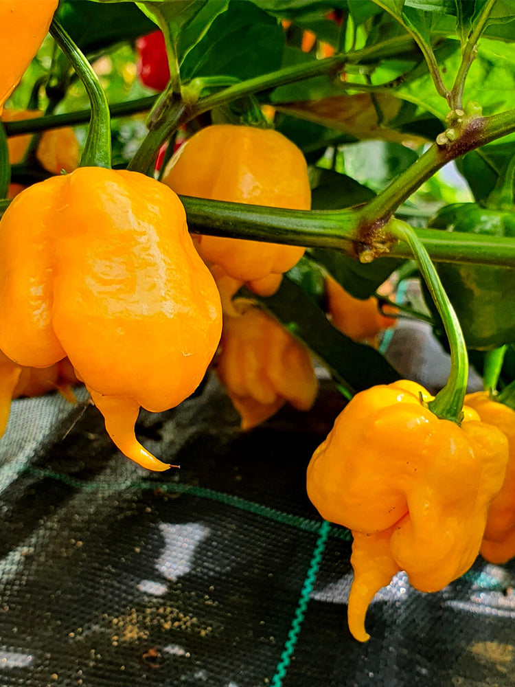 Yellow Carolina Reaper Pepper