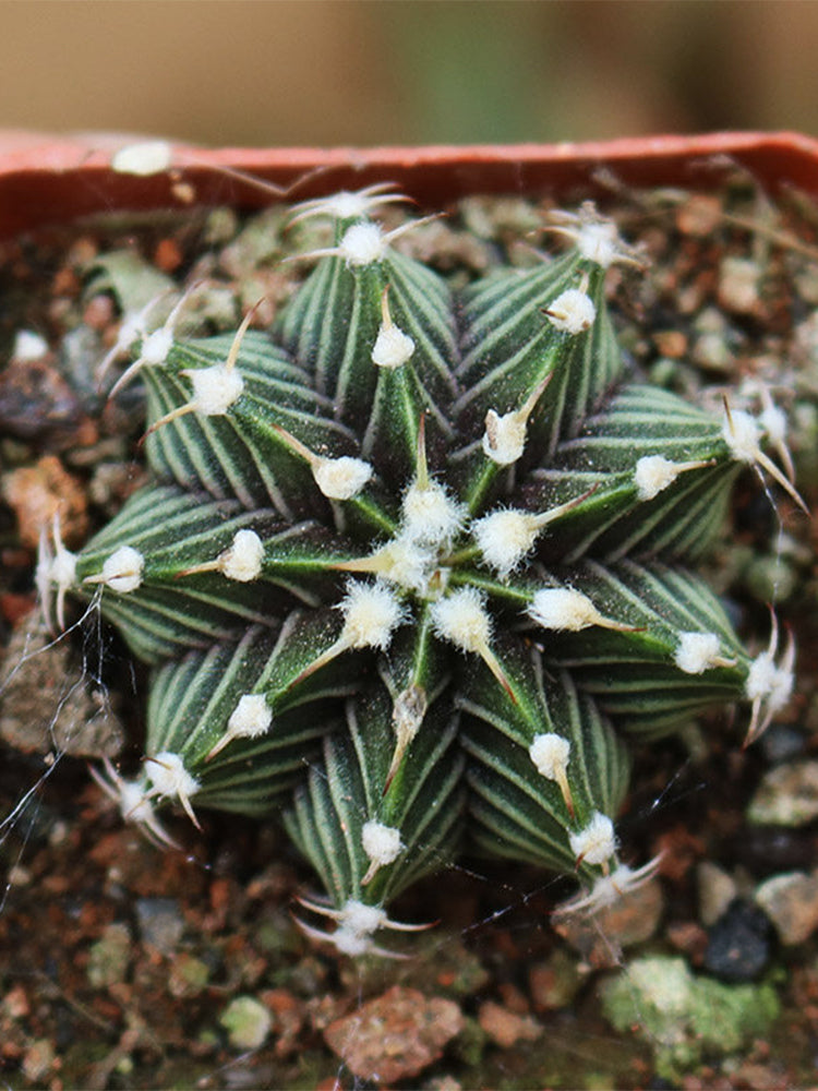 Gymnocalycium hybrid 'Rib Peony'