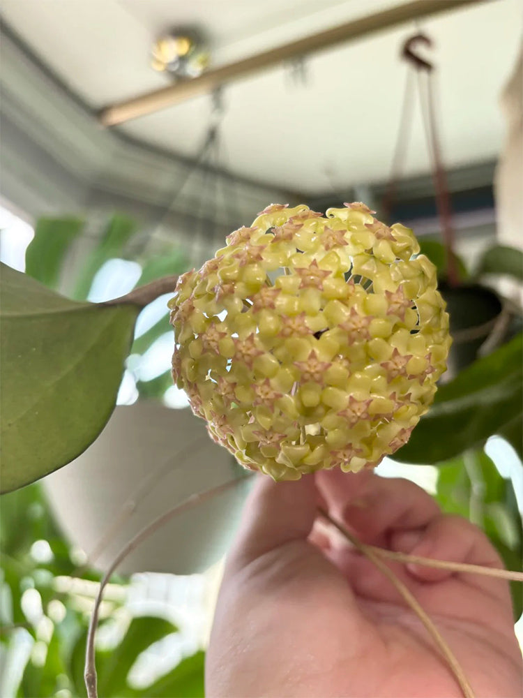 Hoya vitellina Unrooted Stem Cuttings
