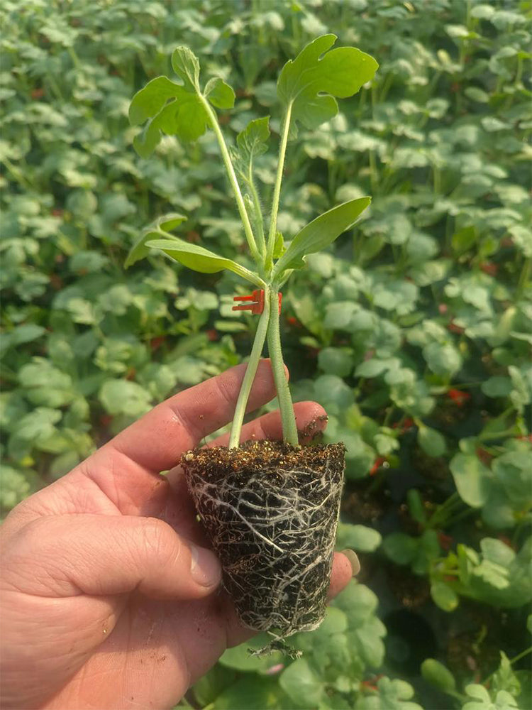 Qingyuan Black Stem Rootstock