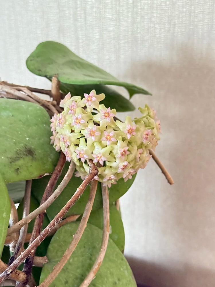 Hoya balaensis Unrooted Stem Cuttings