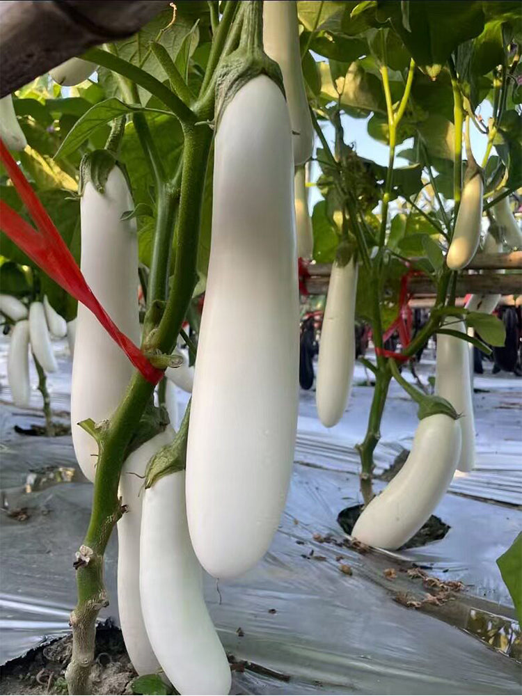 White 013 Eggplant