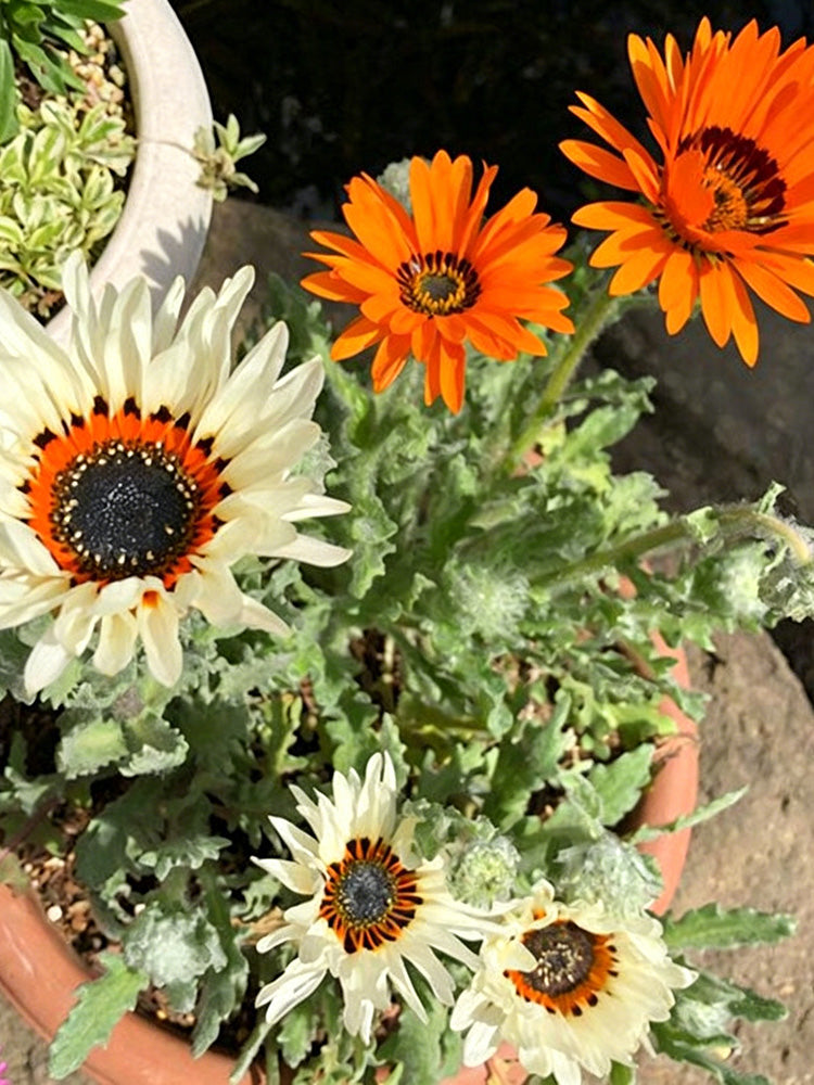 Double Cape Daisy Mixed Colors
