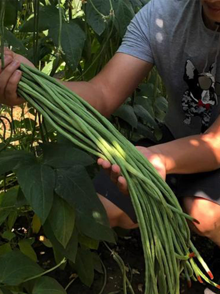 Ningjiang No.3 Yardlong Beans